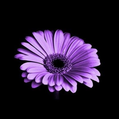 GerberaSaaral's profile picture. God is my only hope
              
#ChaaralNature
#Chaaralpoo
#Chaaralmazhai
#கற்பனையூர்
🌾🌾