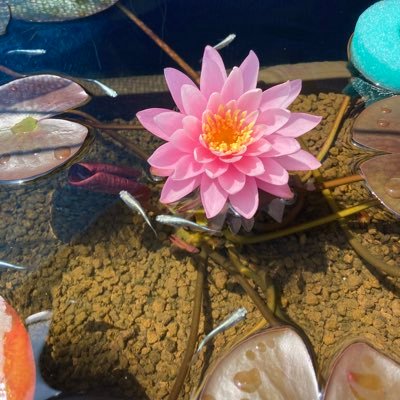 medaka_biblio's profile picture. SHElikes 25.11.16〜|元図書館司書|‘92|徳島|夢はカフェをOPENすること☕️|生き物大好き|カフェ巡り|バー巡り|無言フォロー失礼します！