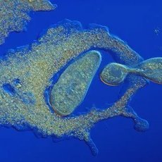 twocellnocap's profile picture. two brain cells taking it all in