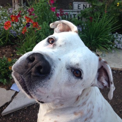 VinceInPrague's profile picture. expat doing expat stuff.  Miss my Dog.