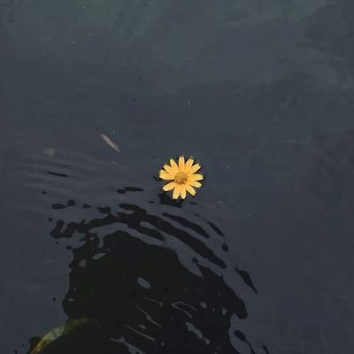 urtaxonomist's profile picture. just doing some things for the plot