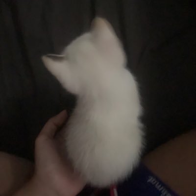 siriussarcturus's profile picture. 