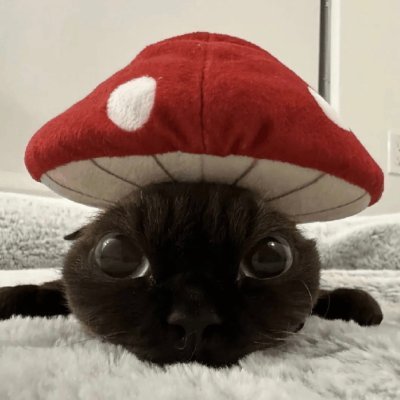 fuwafavt's profile picture. ⸝⸝ 🍮 ꒰ Bratty Catboy VTuber ꒱ 🤎 
。°˖꒰. Oshi Marks: 🥞🐾꒱  ‧₊ Eng/Kor ૮꒰ “. . ꒱ა !!
GAOOOOOOOOOO
https://t.co/vYwtjpelyN https://t.co/Cyr6AxYcBt