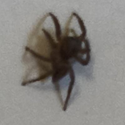 numeris24's profile picture. $ZANO $DCR $ARRR $NPT  $FIRO $ZCL $SYNAPZ  Blockchain, Cryptography, Steganography.  (Cryptologist),$SYNAPZ bull.