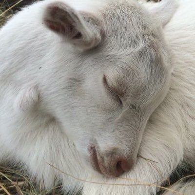 nlghtsrequlem's profile picture. dark, mature content 🔞 for adults only