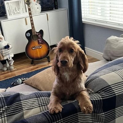 keeneyefc's profile picture. Irish blue 💙