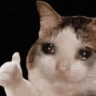 SpectacularKuma's profile picture. 