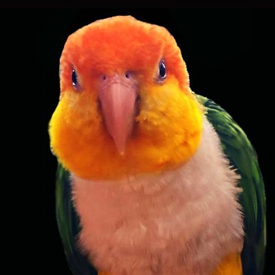 fatparrotdaily's profile picture. Earth wanderer. / Fat parrot, couldn't fly. / Here for the drama. 
我所做的一切都是鹦鹉学舌 & IRL, I'm cool.🦜