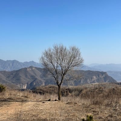 ZhangZhangWanAI's profile picture. 🐮🐴产品，探索AI