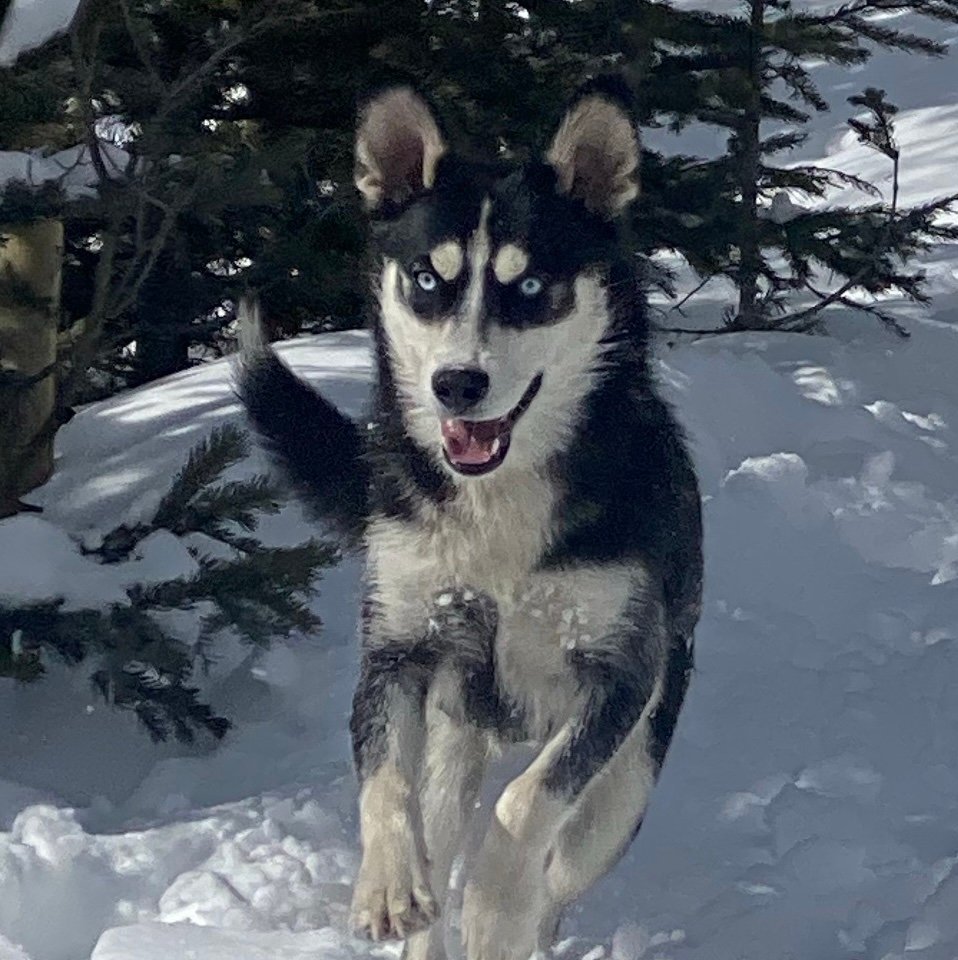 wuhlfisch's profile picture. 