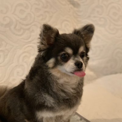 Rmaji_aru's profile picture. やりたいことをやってるだけの人です。いまはAIを活用してさまざまなアプリやサービスを開発しようと頑張ってます！