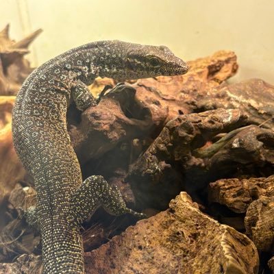 hikasan0725's profile picture. 爬虫類好きです