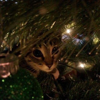 fiddyforfiddy's profile picture. town hall 7