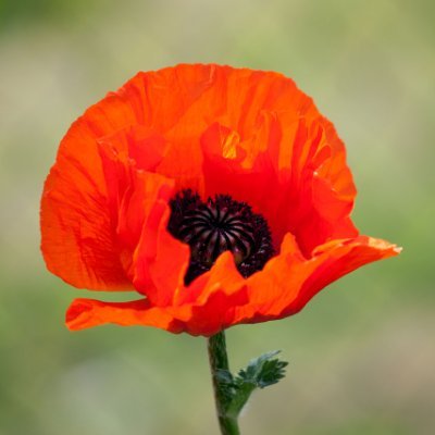 onion4sourcream's profile picture. 