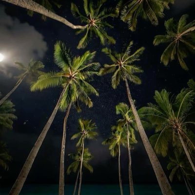 palmsmind's profile picture. 