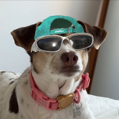 b1b14n4m4rqu3s's profile picture. https://t.co/BdQKphFTVx