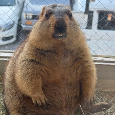 youji57749's profile picture. 好きなことテキトーに呟く サラリーマン #リネージュW #モンハンワイルズ #ロードナイン リカード03 ぴぃぃぃす潜航 #HITTheWorld 戻り　御座