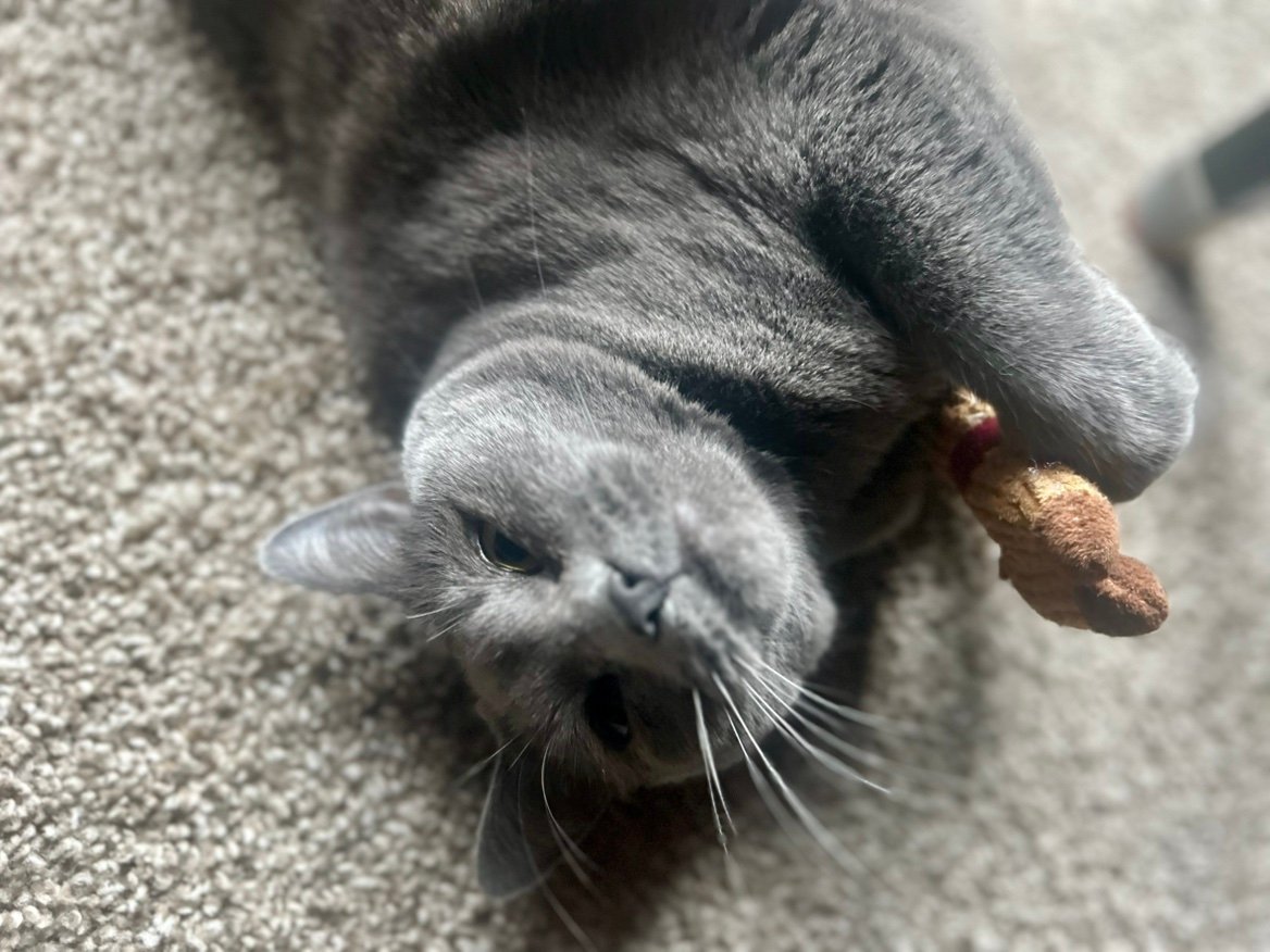 GabrielaStJohn's profile picture. 