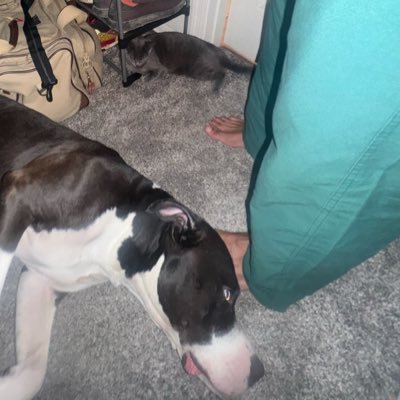 _knoxmali's profile picture. 🏉 🙏🏾 🥇110%