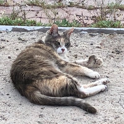 TinyPearlCat's profile picture. I'm a smart Polydactyl girl and catnip dealer. ｱ乇ﾑ尺ﾚ #nipclub new kittens are Butterscotch,  Ember and Astro. Plus a Chihuahua, Cosmo