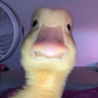 staystaysecret's profile picture. staces secret session