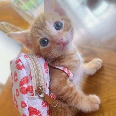 khrb635130's profile picture. حسين سيد ابو علي الطيب المجاهد.