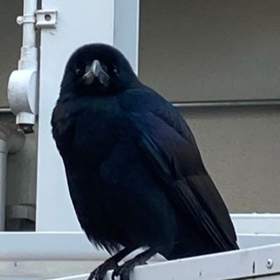 mirai_koij1119's profile picture. FX、先物、仮想通貨、エアドロの確認 SSS級トレーダーを目指しています