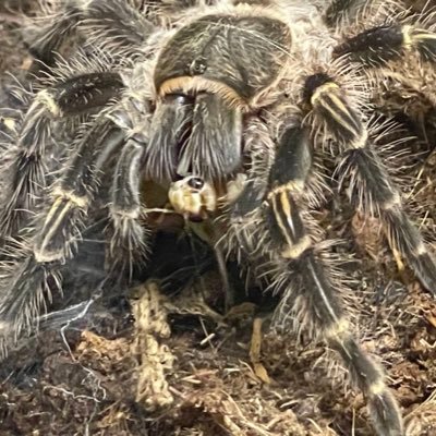 Box744353852148's profile picture. 販売もしますが趣味垢 植物、爬虫類、甲殻類、奇蟲 好きです