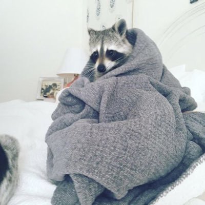 Rac_7v's profile picture. 'Quiet like a raccoon, wild within'