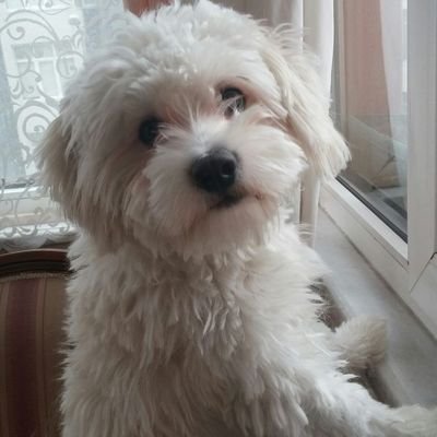 CharlotteA_232's profile picture. A woman with ambition and a heart full of dream always curious alway🇱🇷s learning and always 💝chasing the extraordinary lets build something unforgettable