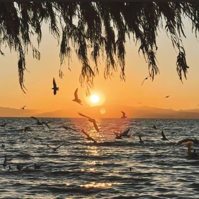 shuslife6's profile picture. 做一个有梦想的人