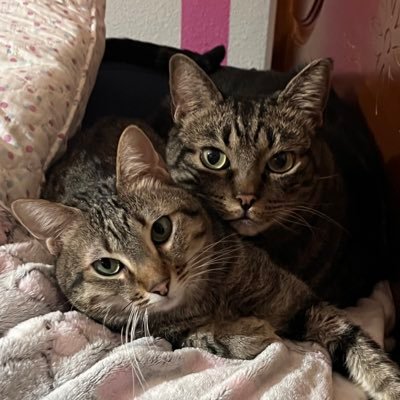 mudemuerta's profile picture. 