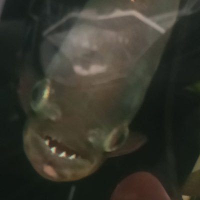 godgivesmercyy's profile picture. god gives mercy