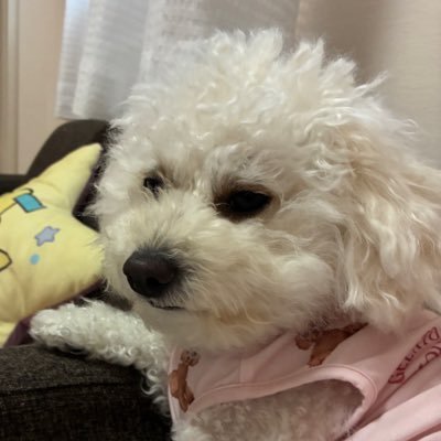 DuskyLoom's profile picture. 私は最近、競技ボートを始めたばかりの初心者です。
お気に入りの選手はオリンピック金メダリストのジョシュア・カーンと、カナダ代表のサラ・アンダーソンです。
いつか現地で大会を観戦するのが今の夢です。