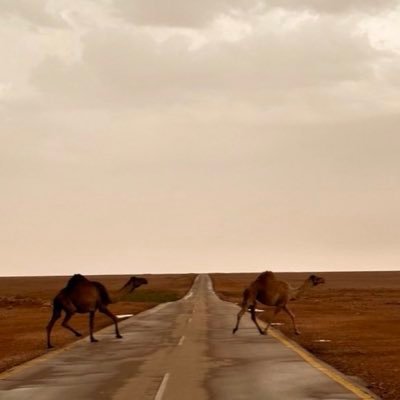 P9II_'s profile picture. «أسعى للأثر الطيب,ربي زِدني بعلمٍ ووَفِّقْني وحَقق لي مُنَايَا»@nurscol