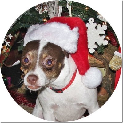 SallyVee19's profile picture. Pro-Life Conservative, #MAGA #DogsRock #BackTheBlue 🚫DM = Block