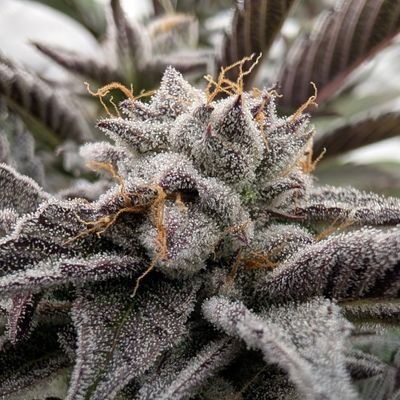 WTo183790's profile picture. Grow your own NY!