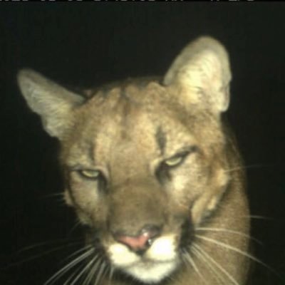 wizkhalifa's profile picture. Taylor Gang the World