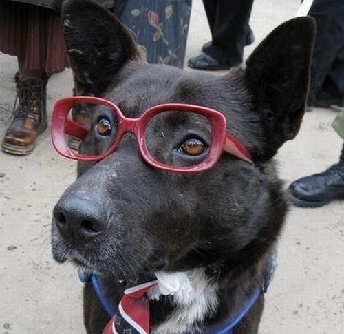 go_frantic's profile picture. I like stuff and things. Also Everton and Mavs and other stuff like that.