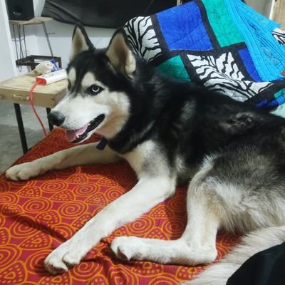 SaiKira44050513's profile picture. bug bonuty hurter
EWPTX