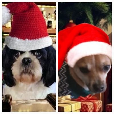 paddyscousedog's profile picture. Proud member of the zombiesquad and barktender at #furrytails went otrb 7/5/25 Chico is now looking after my m&d for me  🌈 💙🐾