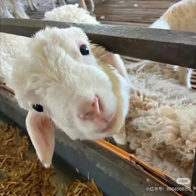 Ffy_wow's profile picture. 小⭕️ ｜被缚🙋｜话痨｜摸索摸索｜绳子是美的🎶