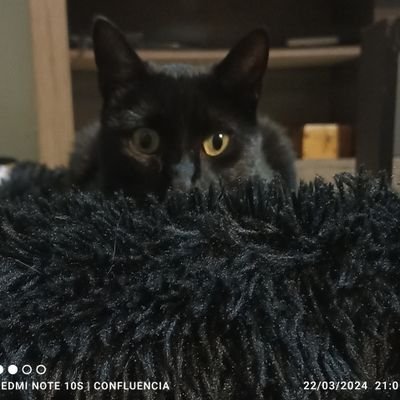 gatanegra2020's profile picture. ⓘ Comentario 𝙋𝙧𝙚𝙢𝙞𝙪𝙢 no es posible verlo en su  teléfono.