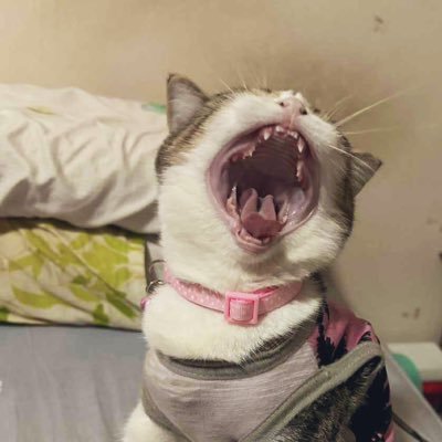 711phonphat's profile picture. 🌲 • 👧 • PPS.📚                                                                    🏡Stationery addict ✒️✏️