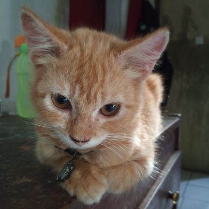 WahyuWidya78339's profile picture. 