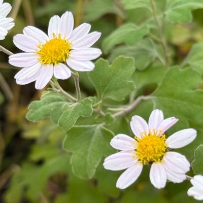 izumix_iziz's profile picture. ブヨに刺されやすい体質です。 ヌカカにも刺されやすい。目下対策を検討中w伊豆半島の下の方に生息。たまに東京。生き物だいすき。玉置さん、安全地帯、MISIA、チコアンドザジプシーズ、and more...