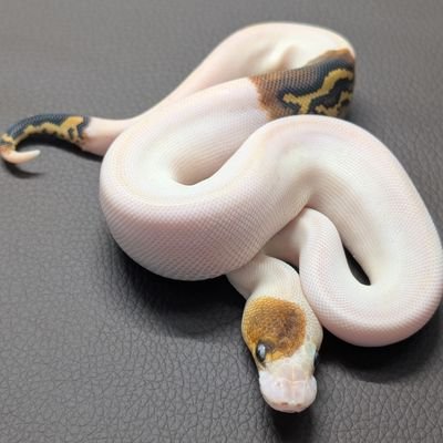 kaikai_082's profile picture. 第1種動物取扱業取得済み

ボールパイソン、ヤワゲネズミを繁殖しています。