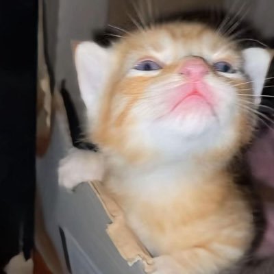 LinhNguyn1803's profile picture. 