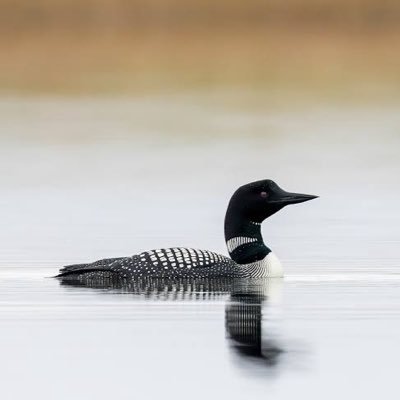 rayahollanov's profile picture. 