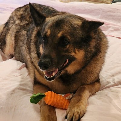 HawkinsKat5036's profile picture. MAGA 🇺🇸 For God Country. Married. Attorney 1982. No DM